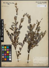 Foto von Salix repens subsp. repens L.